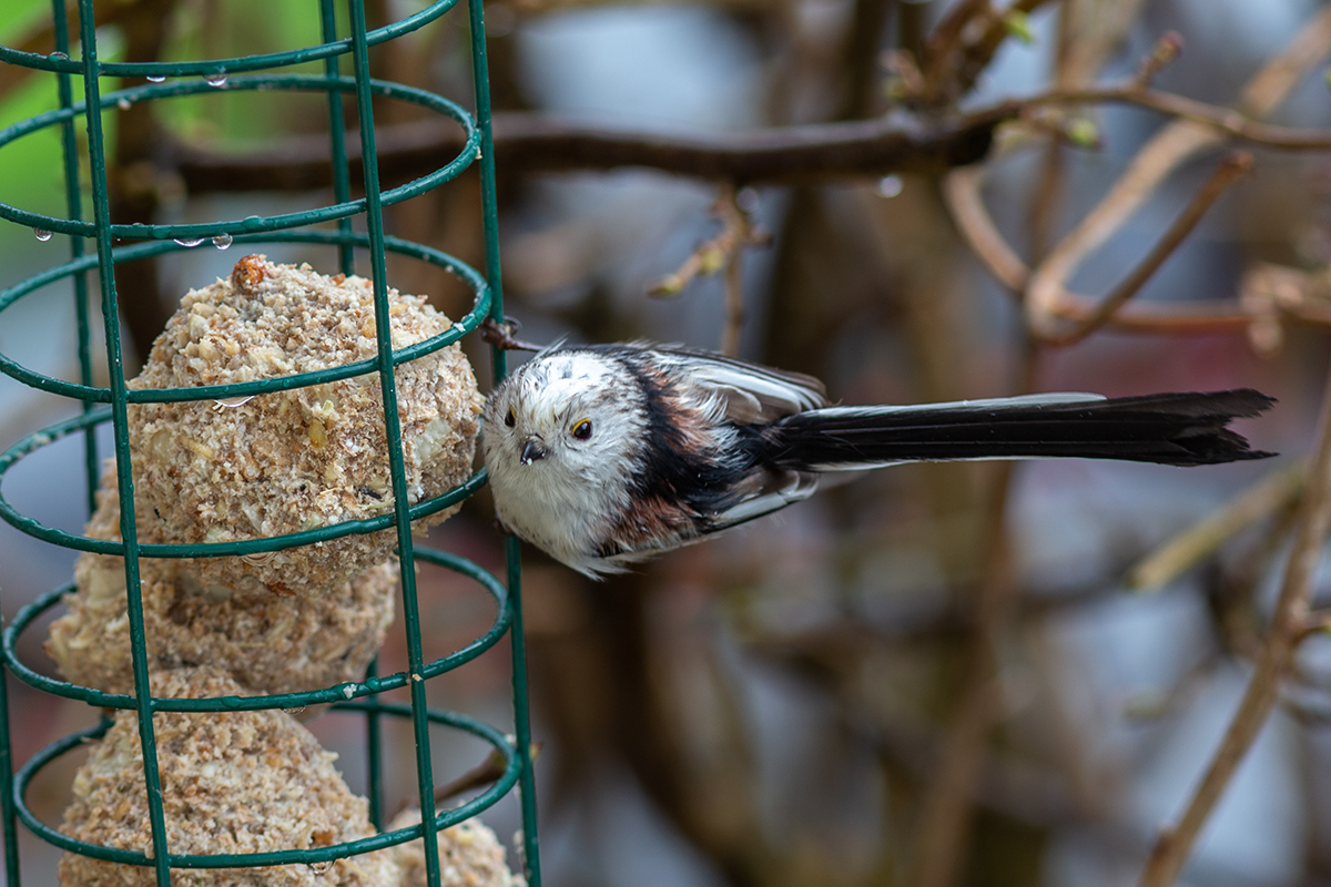 Schwanzmeisen ( Aegithalos caudatus )