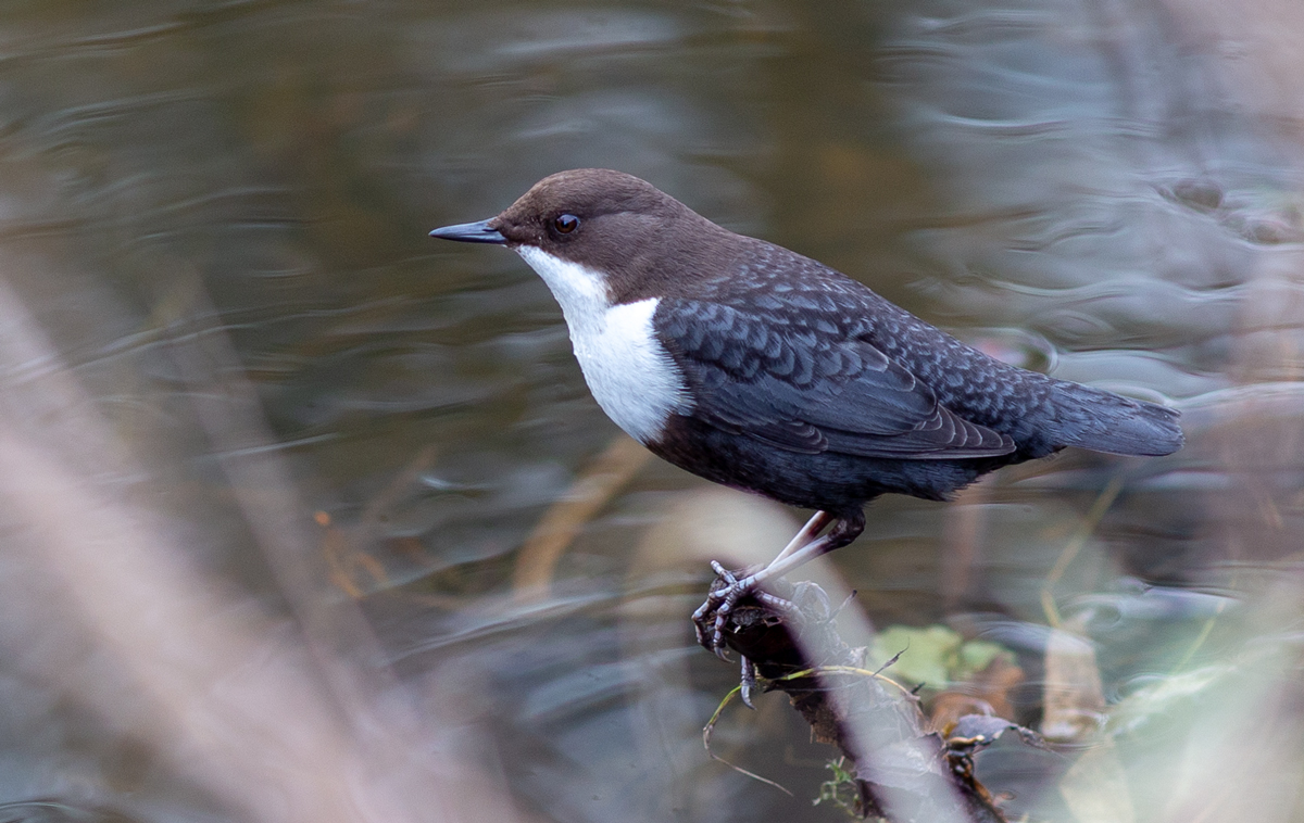 Wasseramsel ( Cinclus cinclus )