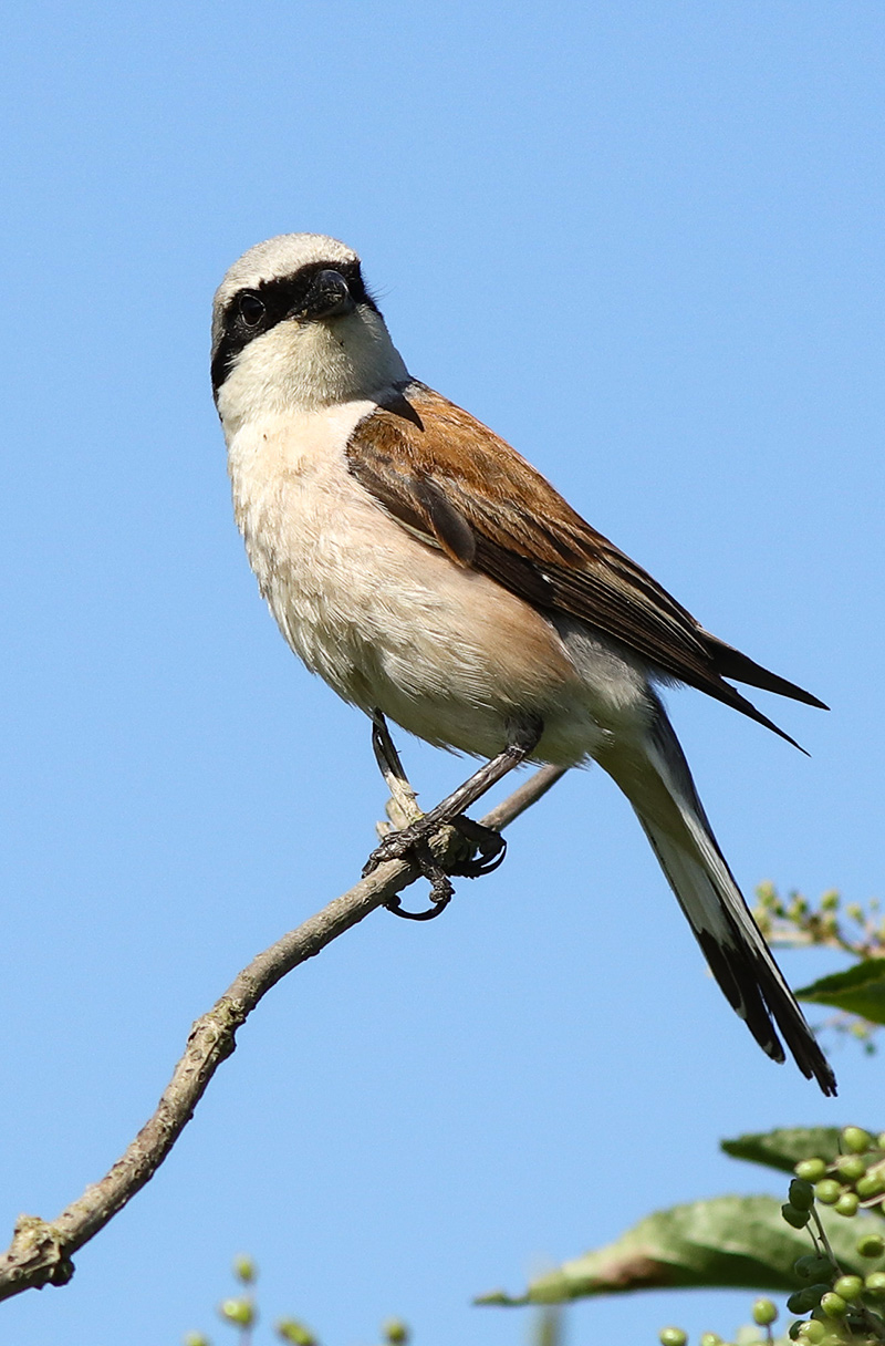 Neuntöter (Lanius collurio)