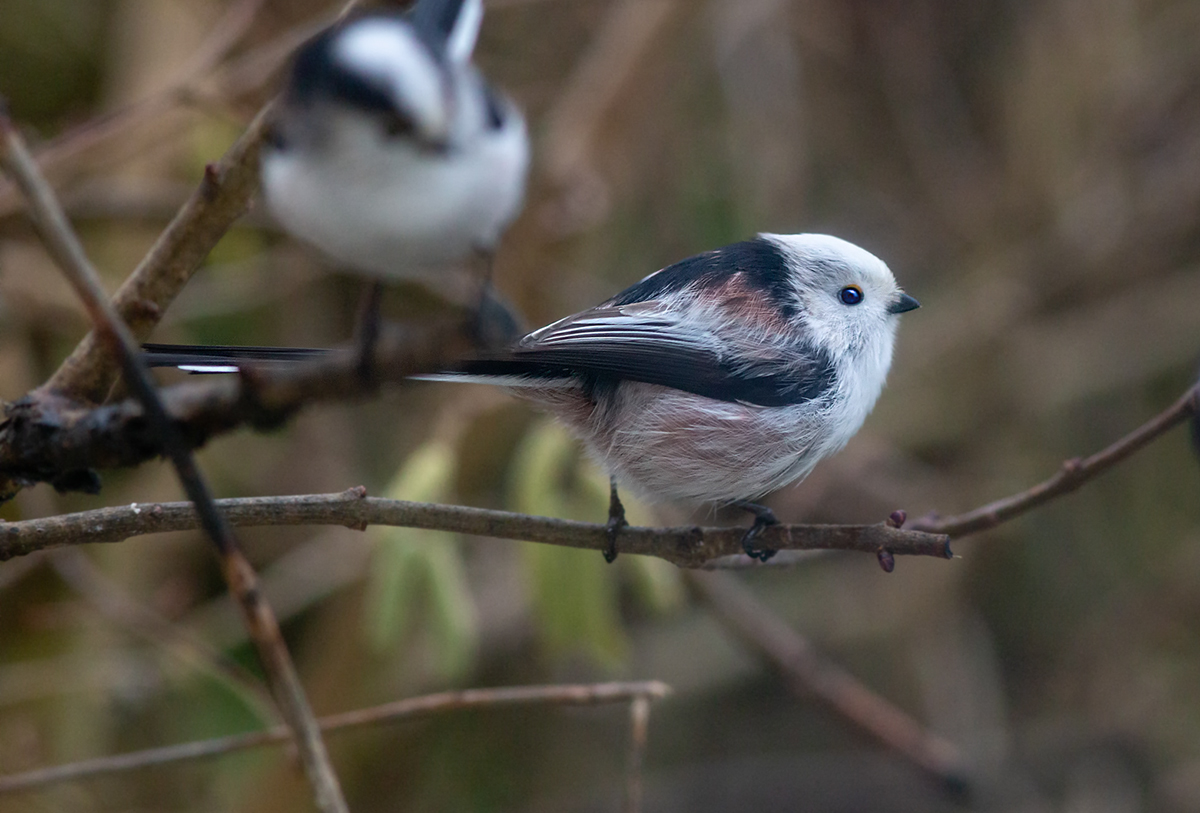 Schwanzmeise ( Aegithalos caudatus )