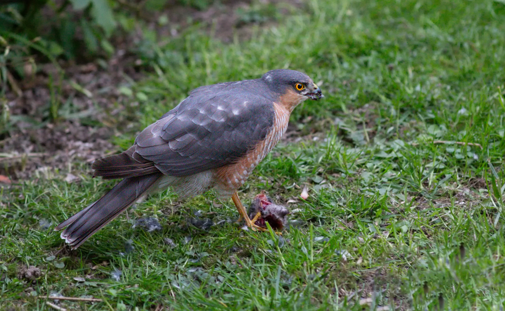 Sperber (Accipiter nisus)