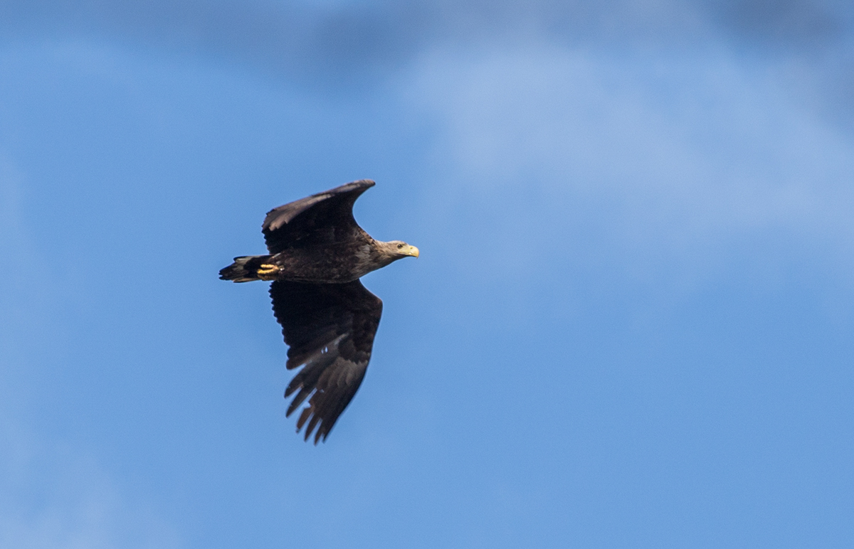 Seeadler (Haliaeetus albicilla