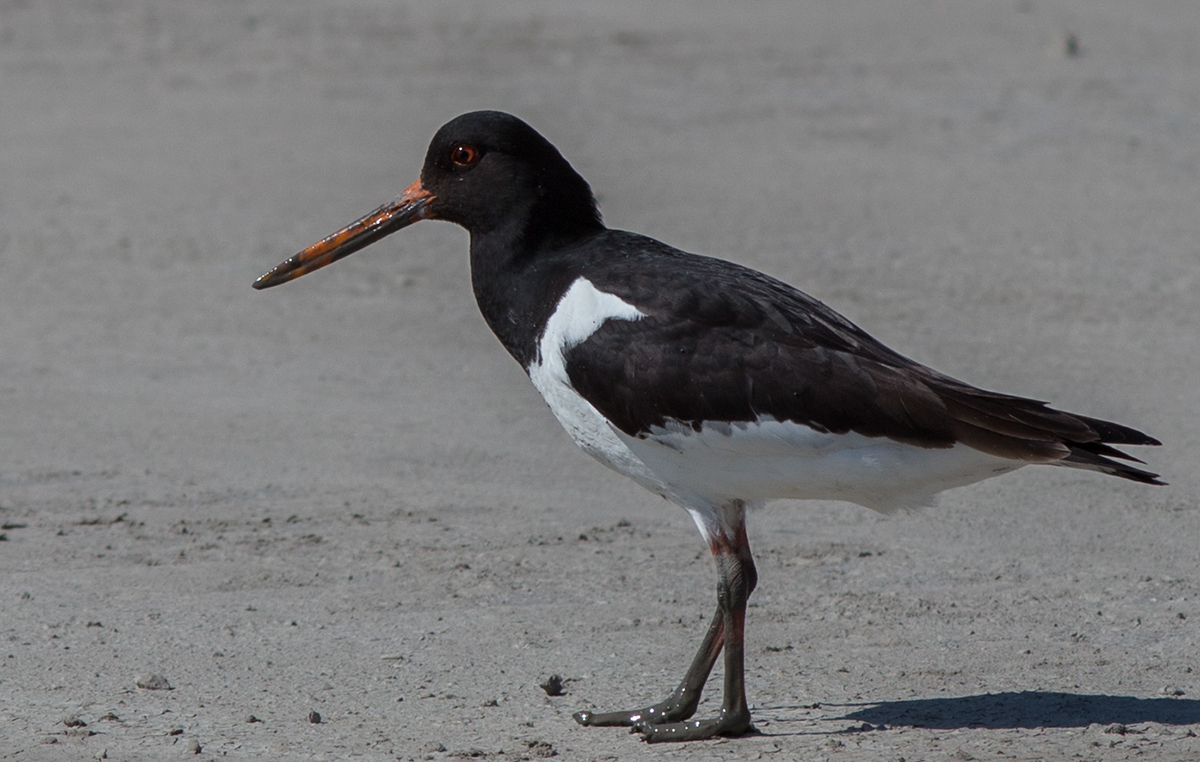 Austernfischer (Haematopus ostralegus)