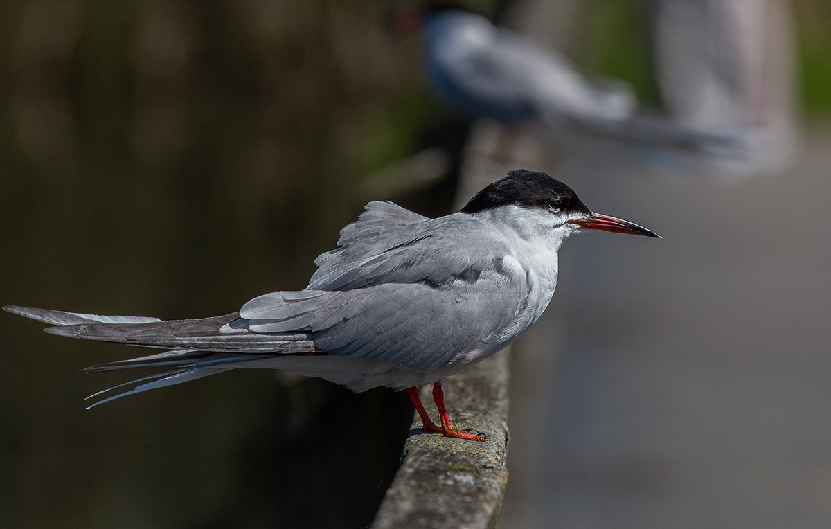 Fluss-Seeschwalbe (Sterna hirundo)