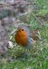 Rotkehlchen ( Erithacus rubecula )