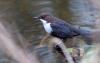 Wasseramsel ( Cinclus cinclus )