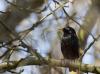 Star ( Sturnus vulgaris )