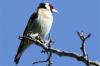 Stieglitz ( Carduelis carduelis )