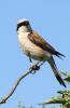 Neuntöter (Lanius collurio)