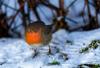 Rotkehlchen ( Erithacus rubecula )