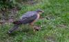 Sperber (Accipiter nisus)
