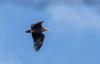 Seeadler (Haliaeetus albicilla