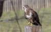 Mäusebussard (Buteo buteo)