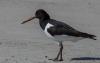 Austernfischer (Haematopus ostralegus)